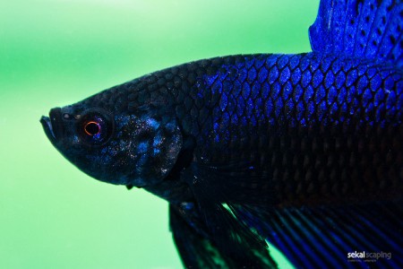 Betta splendens – Chantal Wagner Kornin –  https://www.flickr.com/photos/nanjenchan/4079585080/